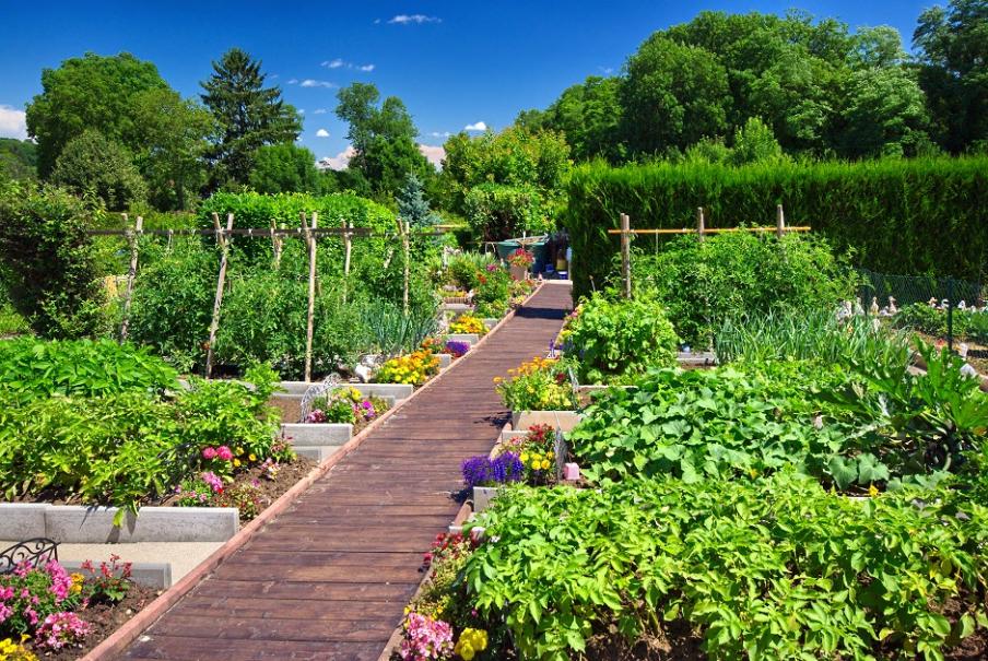 potager2.jpg