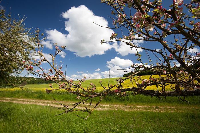 Photo du jardin